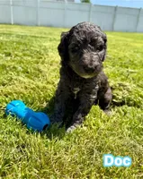 Doc, a male Goldendoodle for sale in Ooltewah, TN – Photo 1 of 6