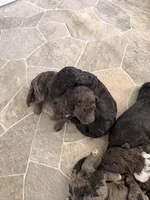 Doc, a male Goldendoodle for sale in Ooltewah, TN – Photo 6 of 6