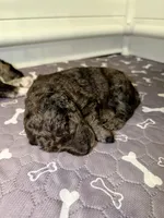 Doc, a male Goldendoodle for sale in Ooltewah, TN – Photo 4 of 6