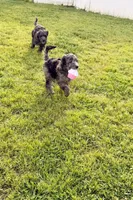 Bashful, a female Goldendoodle for sale in Ooltewah, TN – 2 of 8