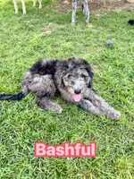 Bashful, a female Goldendoodle for sale in Ooltewah, TN – 2 of 10