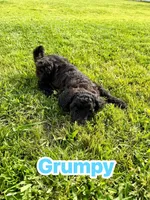 Grumpy, a male Goldendoodle for sale in Ooltewah, TN – 3 of 9