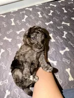 Bashful, a female Goldendoodle for sale in Ooltewah, TN – Photo 5 of 7