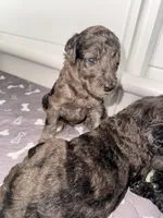 Bashful, a female Goldendoodle for sale in Ooltewah, TN – Photo 4 of 7