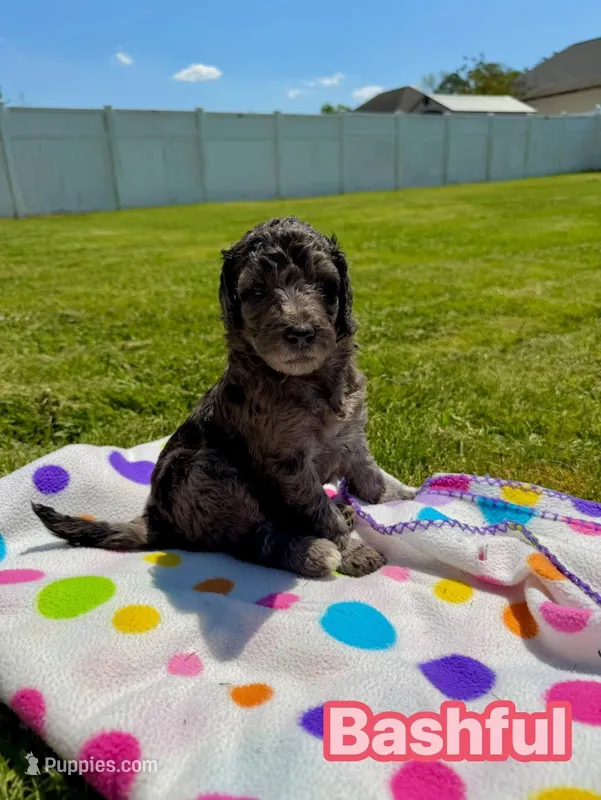 Bashful – Goldendoodle puppy for sale in Ooltewah, TN