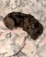 Bashful, a female Goldendoodle for sale in Ooltewah, TN – Photo 2 of 7