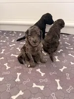 Bashful, a female Goldendoodle for sale in Ooltewah, TN – Photo 7 of 7