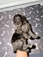 Bashful, a female Goldendoodle for sale in Ooltewah, TN – Photo 3 of 7