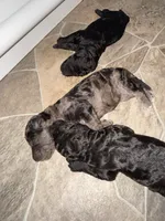 Bashful, a female Goldendoodle for sale in Ooltewah, TN – Photo 6 of 7