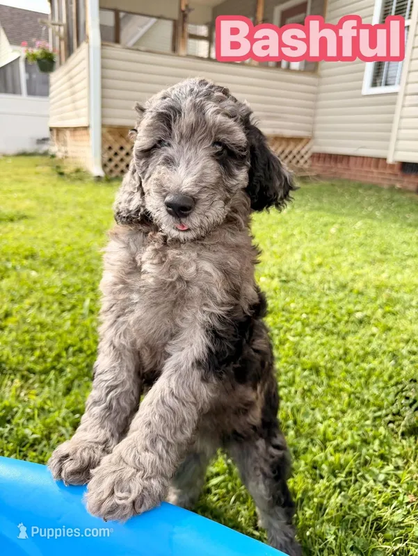Bashful – Goldendoodle puppy for sale in Ooltewah, TN