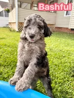 Bashful, a female Goldendoodle for sale in Ooltewah, TN – 1 of 8