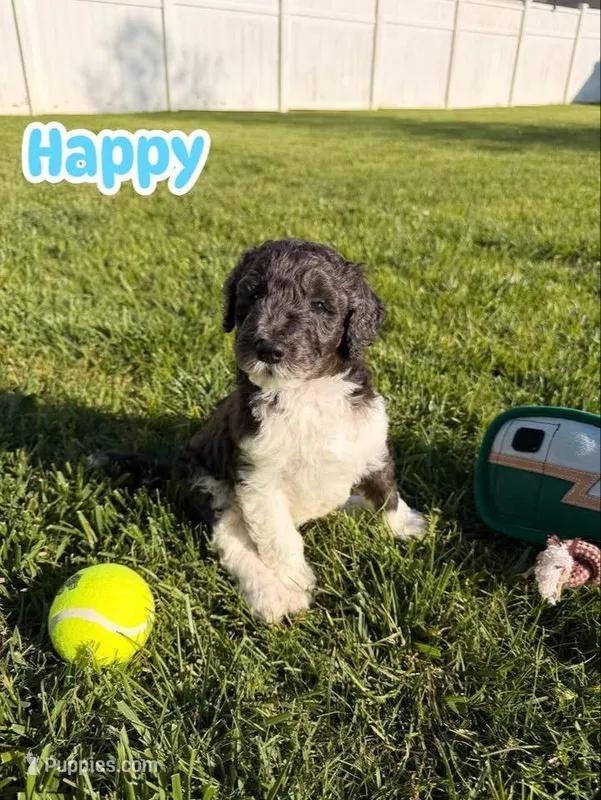 Happy – Goldendoodle puppy on hold in Ooltewah, TN