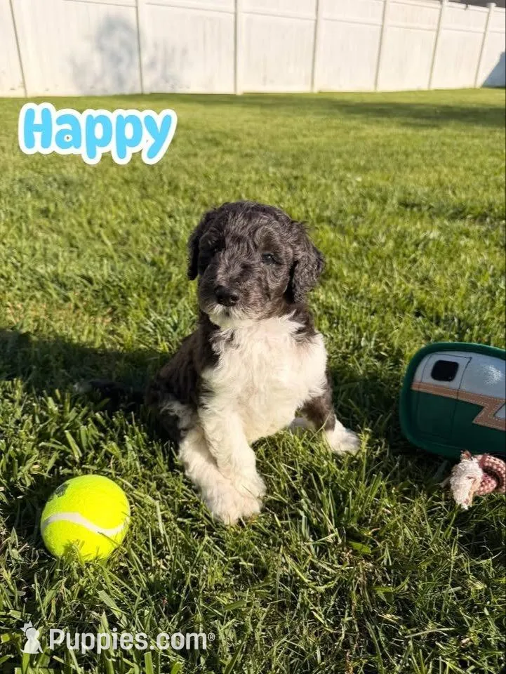 Happy, a male Goldendoodle for sale in Ooltewah, TN – 1 of 6