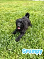 Grumpy, a male Goldendoodle for sale in Ooltewah, TN – Photo 1 of 6