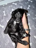 Grumpy, a male Goldendoodle for sale in Ooltewah, TN – Photo 4 of 4