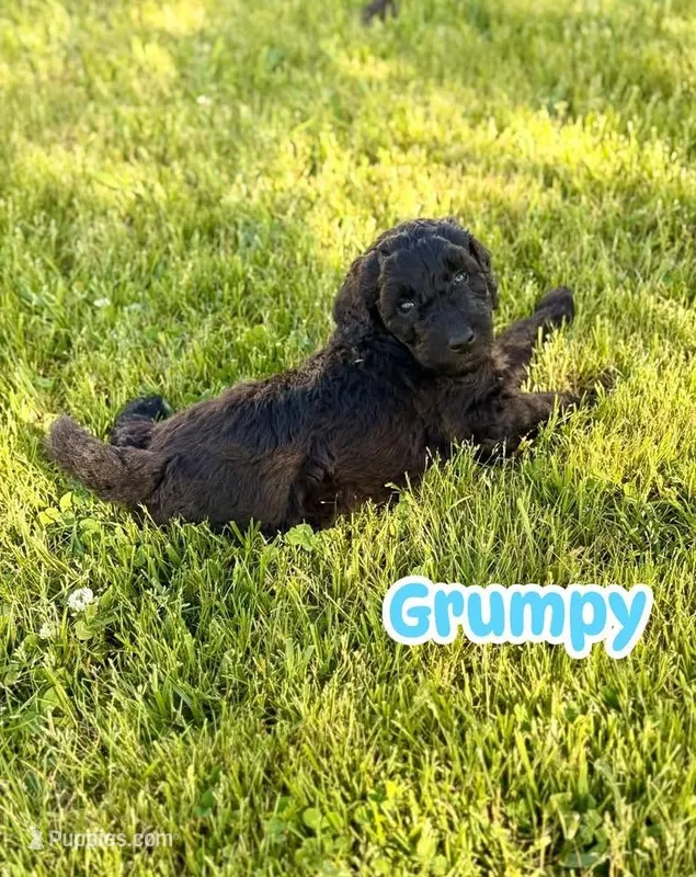 Grumpy – Goldendoodle puppy for sale in Ooltewah, TN