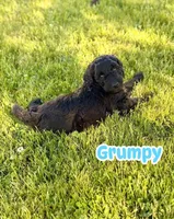 Grumpy, a male Goldendoodle for sale in Ooltewah, TN – Photo 2 of 6