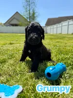 Grumpy, a male Goldendoodle for sale in Ooltewah, TN – Photo 1 of 4