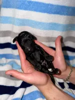 Grumpy, a male Goldendoodle for sale in Ooltewah, TN – Photo 2 of 4