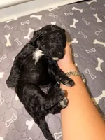 Grumpy, a male Goldendoodle for sale in Ooltewah, TN – Photo 3 of 4