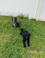 Sneezy, a female Goldendoodle for sale in Ooltewah, TN – 2 of 9