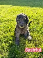 Bashful, a female Goldendoodle for sale in Ooltewah, TN – Photo 4 of 5