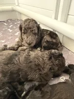 Bashful, a female Goldendoodle for sale in Ooltewah, TN – Photo 5 of 5