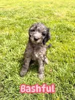 Bashful, a female Goldendoodle for sale in Ooltewah, TN – Photo 3 of 5