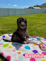 Bashful, a female Goldendoodle for sale in Ooltewah, TN – Photo 1 of 5