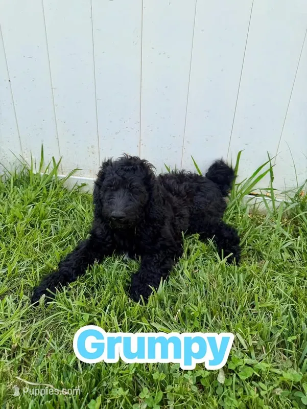 Grumpy – Goldendoodle puppy for sale in Ooltewah, TN