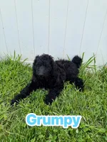 Grumpy, a male Goldendoodle for sale in Ooltewah, TN – 1 of 10