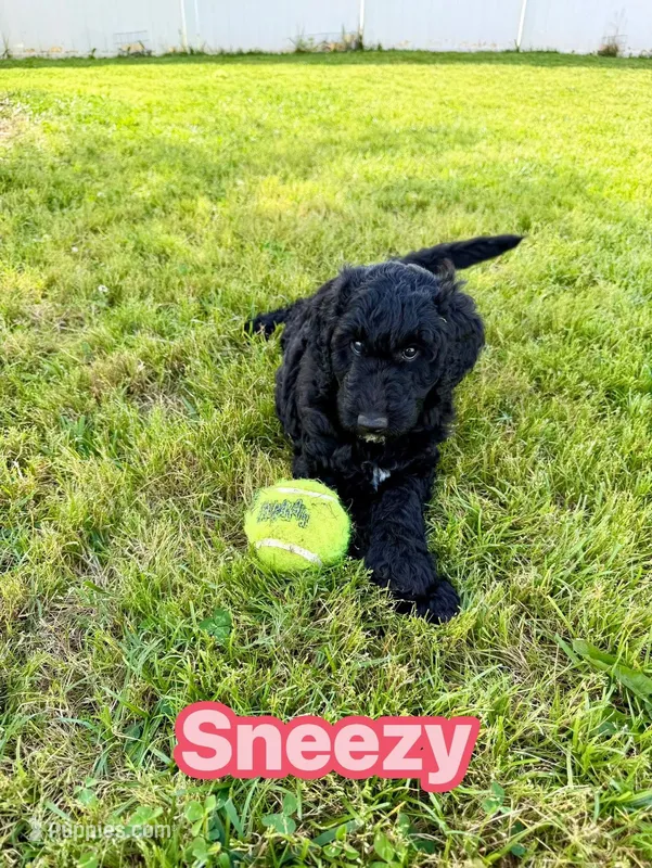 Sneezy – Goldendoodle puppy for sale in Ooltewah, TN