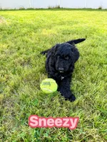 Sneezy, a female Goldendoodle for sale in Ooltewah, TN – 1 of 9
