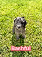 Bashful, a female Goldendoodle for sale in Ooltewah, TN – 3 of 8