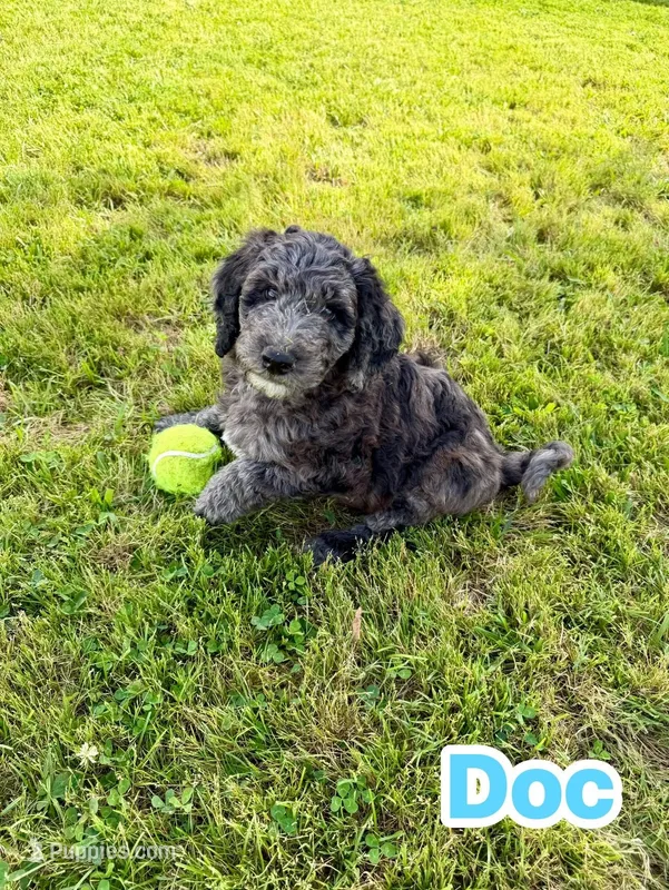 Doc – Goldendoodle puppy for sale in Ooltewah, TN