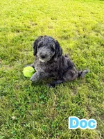 Doc, a male Goldendoodle for sale in Ooltewah, TN – 1 of 9