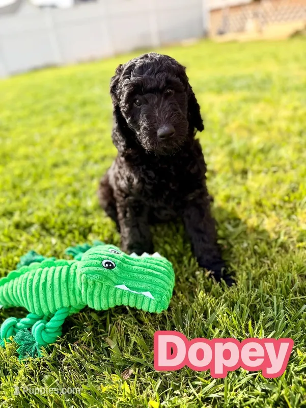 Dopey – Goldendoodle puppy for sale in Ooltewah, TN