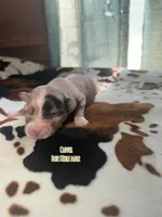 Clover , a male Australian Shepherd for sale in Almyra, AR – 3 of 5