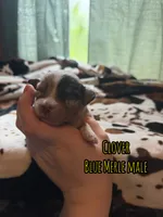 Clover , a male Australian Shepherd for sale in Almyra, AR – 5 of 5