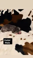 Cedar , a male Australian Shepherd for sale in Almyra, AR – 4 of 4