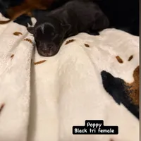 Poppy , a female Australian Shepherd for sale in Almyra, AR – 2 of 4