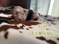 River , a male Australian Shepherd for sale in Almyra, AR – 4 of 5