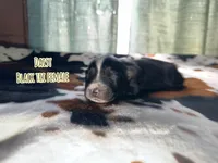 Daisy , a female Australian Shepherd for sale in Almyra, AR – 3 of 5
