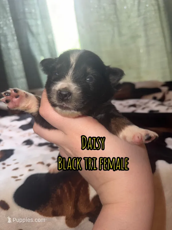 Daisy  – Australian Shepherd puppy for sale in Almyra, AR