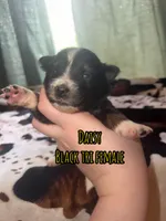 Daisy , a female Australian Shepherd for sale in Almyra, AR – 1 of 5