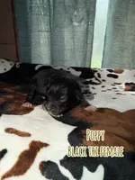 Poppy , a female Australian Shepherd for sale in Almyra, AR – 3 of 4
