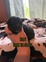 Poppy , a female Australian Shepherd for sale in Almyra, AR – 4 of 4