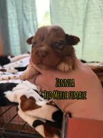 Zinnia , a female Australian Shepherd for sale in Almyra, AR – 5 of 6