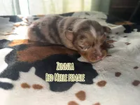 Zinnia , a female Australian Shepherd for sale in Almyra, AR – 3 of 6