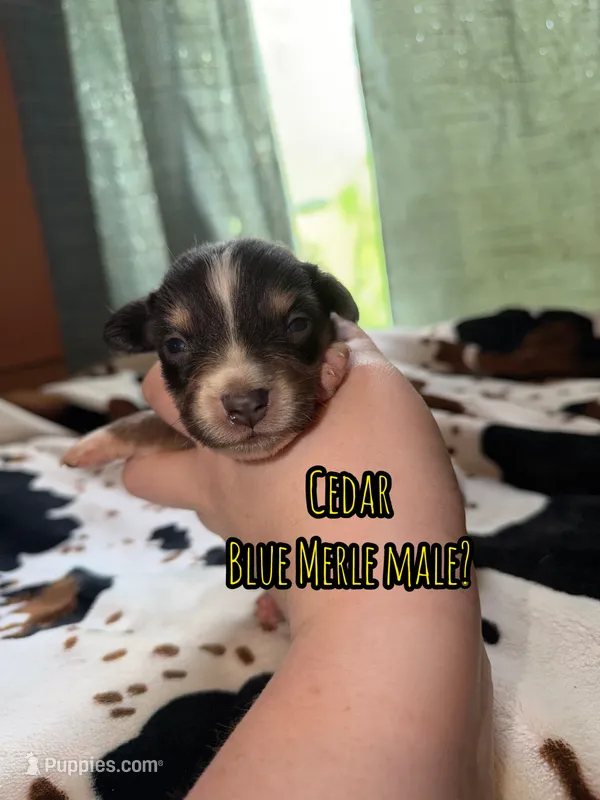 Cedar  – Australian Shepherd puppy for sale in Almyra, AR